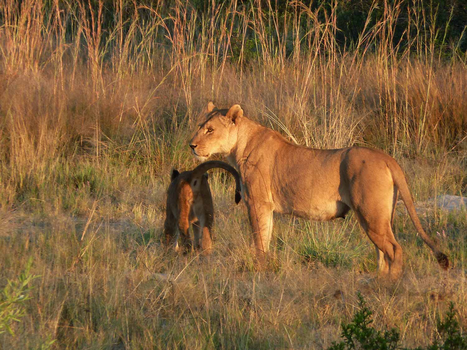 Image de l'article : Safari bivouac en famille au Botswana - Esprit Pionnier