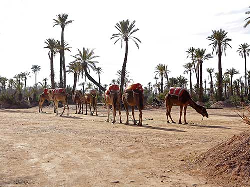 Marrakech désert dromadaires