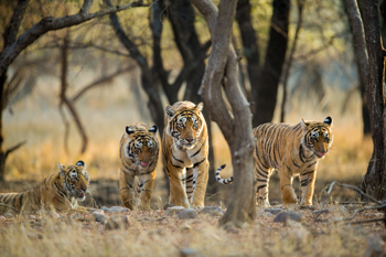 Safari en Inde : groupe de tigres