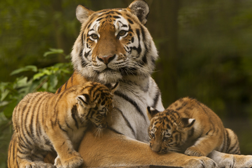 Image de l'article : Safari en Inde sur les traces du tigre - Esprit Pionnier