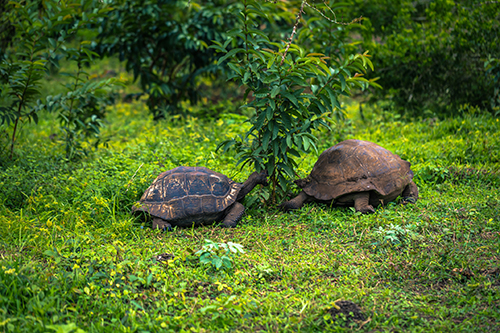 îles Galápagos tortues